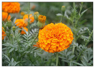 Retina Protection Marigold Flower Extract , Lutein 5% Powder Marigold Extract For Eyes