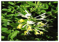 Honeysuckle Flower Antibacterial Plant Extracts Chlorogenic Acid 5% CAS 327 97 9
