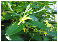 Anti Virus Honeysuckle Flower Extract , Lonicera Japonica Flower Extract CAS 327 97 9