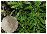 Whole Herb Huperzia Serrata Extract , Natural Huperzine A Powder As Supplement