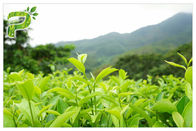 Green Tea Plant Extract Powder Preventing Radical Symptoms Polyphenols 95% UV Test