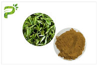 Green Tea Polyphenols Plant Extract Powder 95% For Dietary Supplement Weight Loss