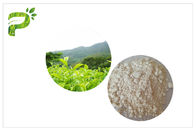 Anti Oxidation EGCG Green Tea Extract , Pharmaceutical Grade Natural Green Tea Extract