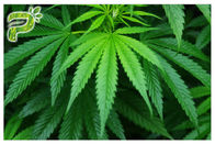 Cannabis Sativa Hemp Essential Natural Plant Extract Oil CBD Cannabidiol For Smoking / Vaping