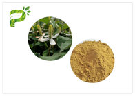 Houttuynia Pure Natural Plant Extracts Powder Form For Weight Management