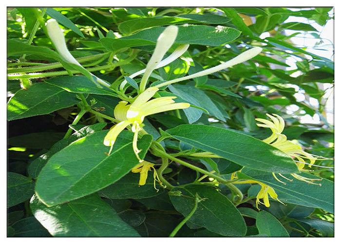 Anti Virus Honeysuckle Flower Extract , Lonicera Japonica Flower Extract CAS 327 97 9