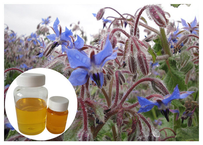 Natural Extract Borage Oil Liquid Omega 6 , Borage Oil For Skin And Hair Hexane Refining