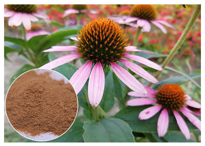 Chicory Acid Antifungal Plant Extracts Echinacea Pururea Powder From Whole Herb