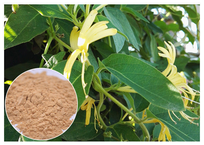 Anti Inflammatory Honeysuckle Flower Extract , 5% Chlorogenic Acid Lonicera Japonica Extract
