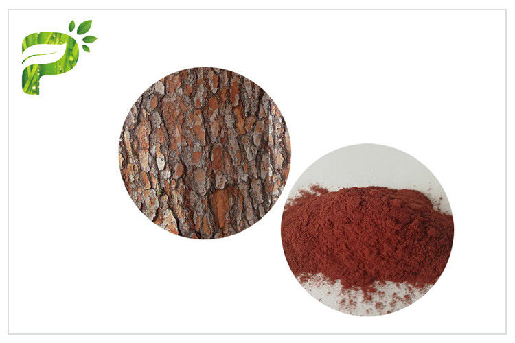 Anti Oxidation Natural Dietary Supplements Proanthocyanidins PACs Pine Bark Extract