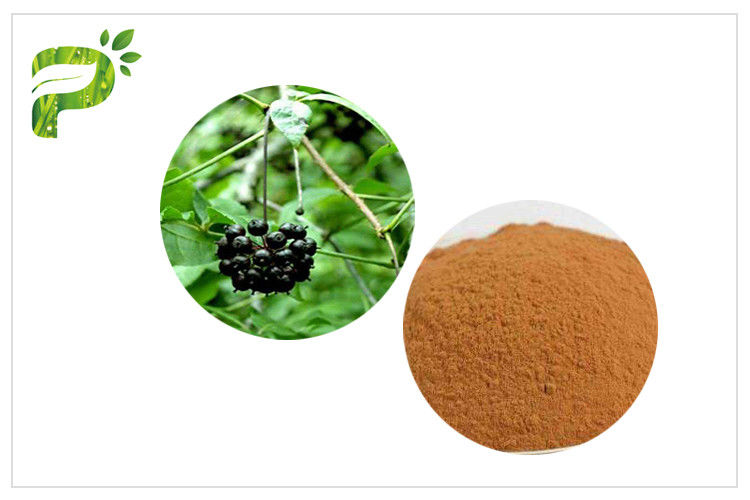 High Purity Plant Extract Powder Siberian Ginseng Eleutherococcus Eleutheroside B / E