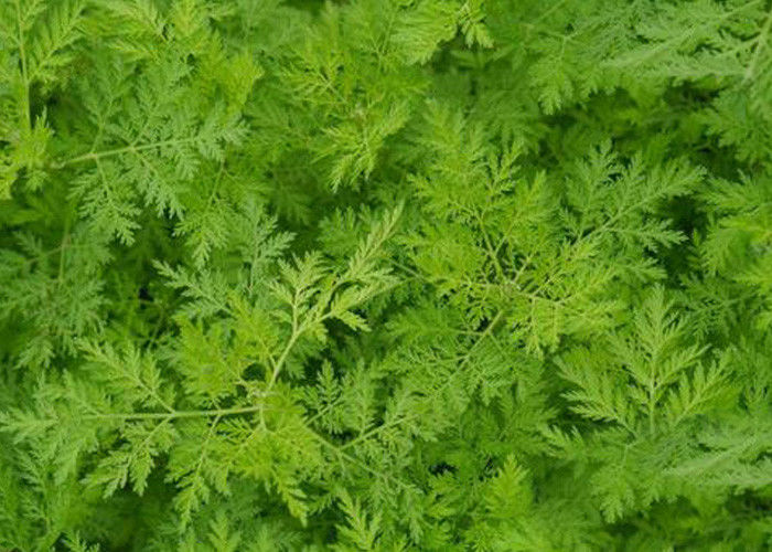 Artemisia Annua Extract  99% Purity Artemisinin Powder CAS 63968 64 9