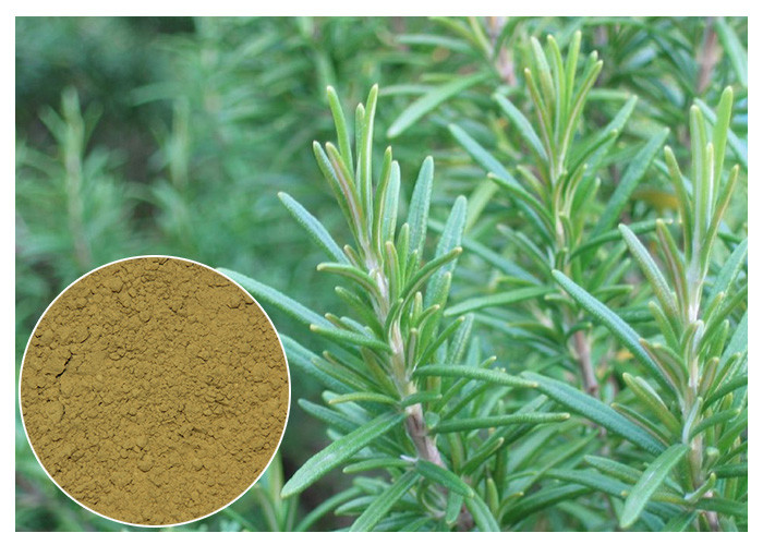 Ursolic Acid Rosemary Herbal Plant Extract Anti Oxidation For Cosmetic CAS 77 52 1