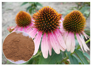 Echinacea pururea Antifungal Plant Extracts Polyphenol Powder Form Improving Immune System