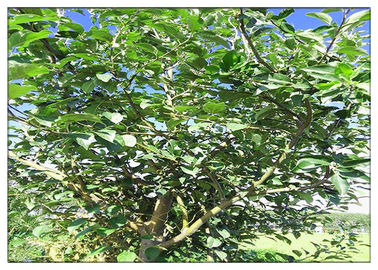 Treat diabetes Phlorizin Apple Tree Root & Bark Extract for dietary supplement