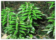 99% Huperzia Serrata Plant Extract Powder Whole Herb For Alzheimer Disease