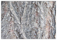 Salicin 98% White Willow Bark Extract Powder Anti Fungal Natural Ingredient