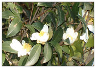 Fatty Acid Camellia Oleifera Oil , Camellia Oil For Hair Growth Anti - Oxidation