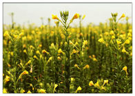 Evening Primrose Natural Plant Extract Oil Gamma Linolenic Acid 9% CAS 506 26 3
