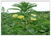 Evening Primrose Organic Plant Oils Food Grade Golden Yellow Color ISO Certification