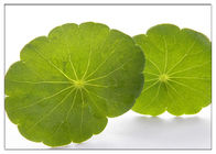 Gotu Kola Leaf Centella Asiatica Extract Powder Oxidation Resistance