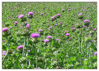 Silymarin Herbal Plant Extract Milk Thistle Powder From Seed Light Yellow Anti - Cancer