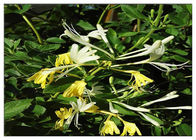 Treating Cold Honeysuckle Flower Extract , 25% Lonicera Japonica Extract With Chlorogenic Acid