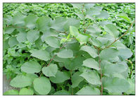 Natural Trans Resveratrol Plant Extract Powder 99% Polygonum Cuspidatum Root Extract