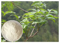 Plant leaf extract powder , anti-alcohol Ampelopsis grossedentata Extract powder dietary supplement