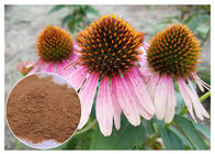 Anti-Virus Chicory acid Polyphenols Echinacea pururea Extract Powder