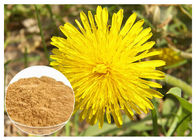 Dandelion Root Plant Extract Powder Flavones Improving Immunity For Dietary Supplement