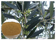 Hydroxytyrosol Olive Leaf Extract For High Blood Pressure CAS 10597 60 1