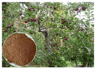 anti-bacterial Phloridizin Apple Tree Root &amp; Bark Extract for dietary supplement