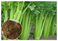 80 Mesh Celery Extract Powder , Celery Seed Apium Graveolens Extract For Arthritis