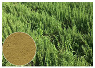 CAS 77 52 1 Rosemary Leaf Powder , Ursolic Acid Rosemary Leaf Extract