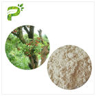 Water Solvent Bayberry Bark Extract Powder , Myricetin Anti Inflammatory Supplements