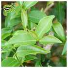 CAS 989 51 5 EGCG Green Tea Extract Cosmetic Grades Epigallocatechin Gallate Ingredient