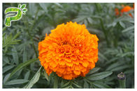 Eye Health Lutein Marigold Flower Extract , Tagetes Erecta Extract As Diet Supplements