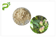 Mangiferin Natural Anti Inflammatory Supplements , Mango Leaf Extract CAS 4773 96 0