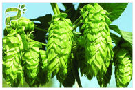 CAS 6754 58 1 Cosmetic Ingredient Beer Hops Flower Extract Xanthohumol 98% Anti Inflammatory
