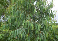 Eucalyptus Globulus natural plant oils 8000 48 4 Colorless to light yellow liquid