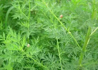 HPLC Antimalaria Artemisia Annua Extract CAS 63968 64 9