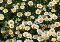 PH4 Pyrethrum Extract Agricultural Pesticides Ingredients For Botanical Pesticides