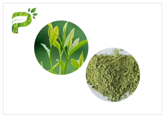 Matcha Green Tea Powder From Camellia Sinensis Leaves