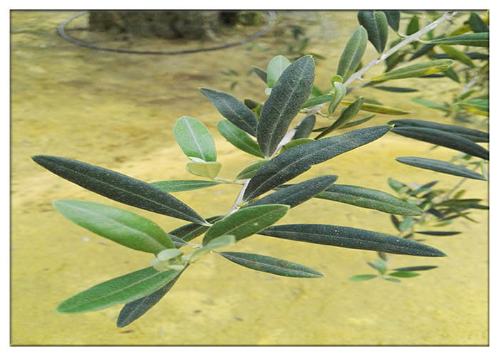 Olive Leaf Plant Extract Powder Hydroxytyrosol 20% Anti Inflammatory HPLC Test