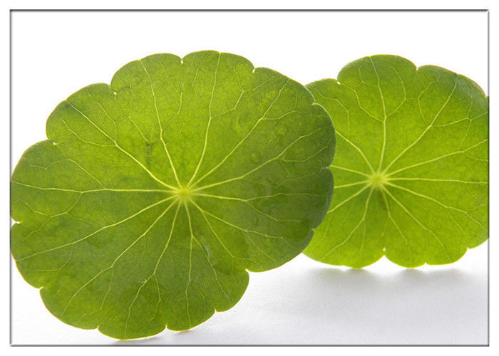 Skin Scars Anti-aging Gotu Kola Leaf, Centella Asiatica Extract for Cosmetic industry