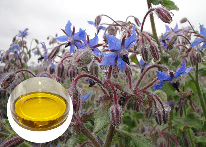Borage Seed Organic Plant Oils Omega 6 GLA Anti Oxidation For Eczema