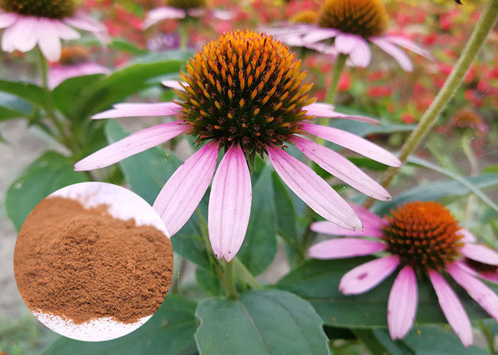 Whole Herb Antibacterial Plant Extracts Echinacea Purpurea Powder Soluble In Water