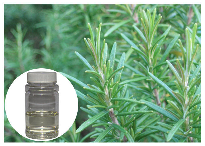Colorless Rosemary Oil Extract , Fresh Smell Rosemary Essential Oil For Bath Product