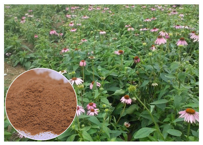 Chicory Acid Pure Herbal Supplements , Whole Herb Echinacea Purpurea Extract